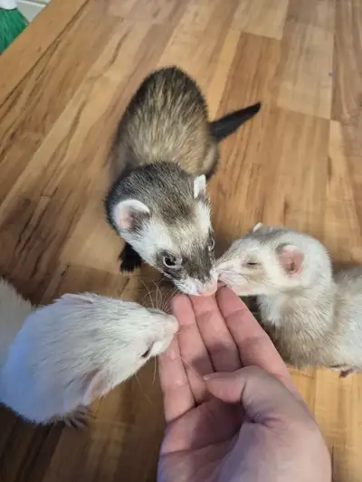 3 FERRETS for Sale, View more