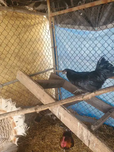 I have a ayam cemani rooster for sale for 40 great bird under a year old