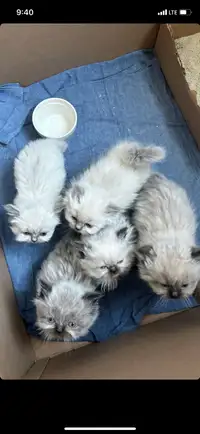 Pure Himalayan Kittens