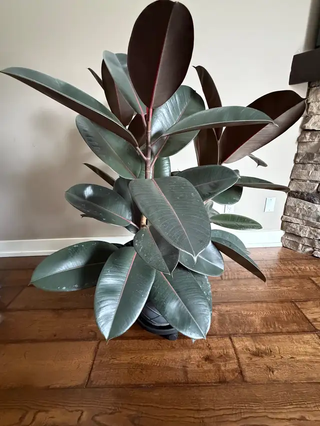 Large Live Potted Rubber Plant (Three Branches)64744835671299121