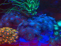 Teal Button Polyps Easy Beginner Corals Frag Reef Saltwater