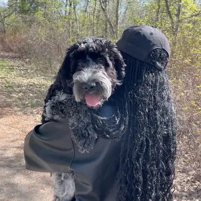 This is Stanley, a 6 month old Cockapoo with a rare coat color. He’s very intelligent, fully vaccina...