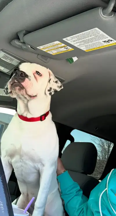 9 month old American bulldog , View more