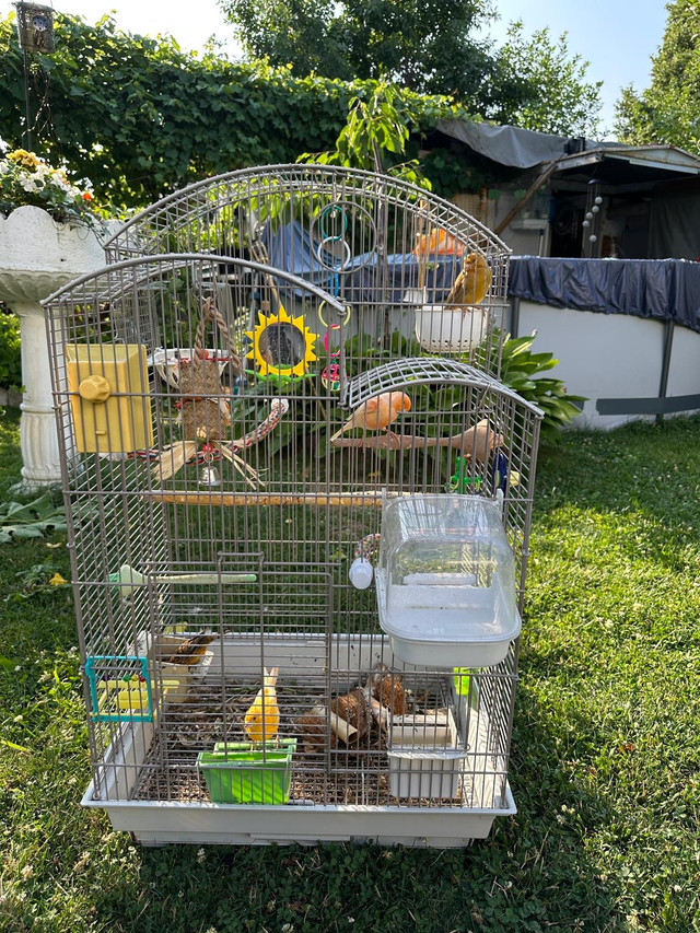 4 canary birds  in Other in Hamilton
