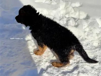 Nous avons une portée de 100% poil long produite en Allemagne. Il reste 1 male de disponible. Nous c...