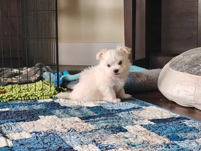 ❤️Beautiful TINY  TOY size Maltese - one female left❤️! in Dogs & Puppies for Rehoming in Edmonton - Image 6
