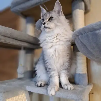 Mâle Maine Coon Black Silver Classic Tabby 11 mois, View more