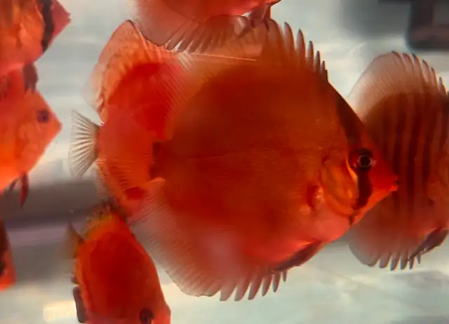 Red cover discus in Fish for Rehoming in City of Toronto - Image 3