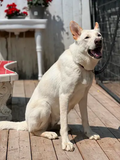 Louve est une Berger Allemand blanche de 2.5 ans qui fait partie de nos reproducteur, nous lui cherc...
