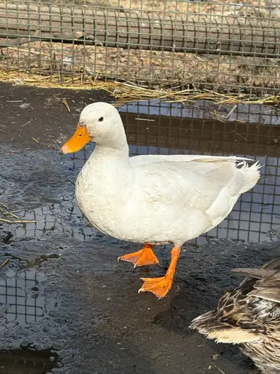 Call duck Drakes, View more