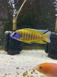 African cichlid fish for sale 