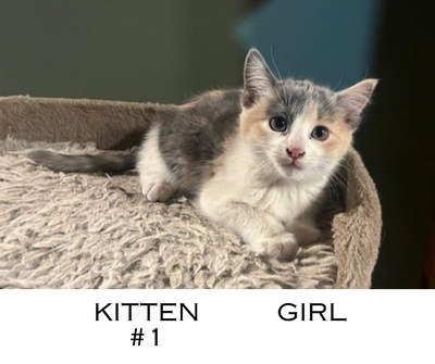 Kittens Ready for Rehoming, View more
