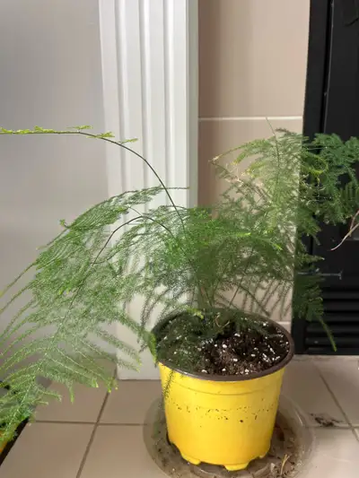 Asparagus Fern Plant, View more