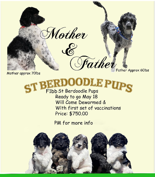 F1bb St Berdoodle Pups in Dogs & Puppies for Rehoming in Petawawa