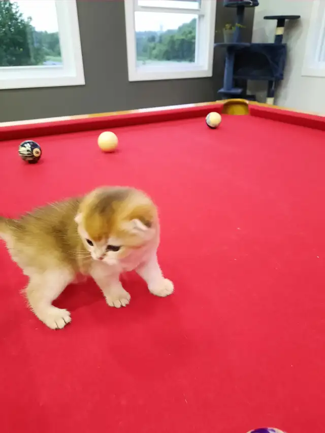 Chaton Scottish Fold Golden in Cats & Kittens for Rehoming in Lanaudière - Image 3