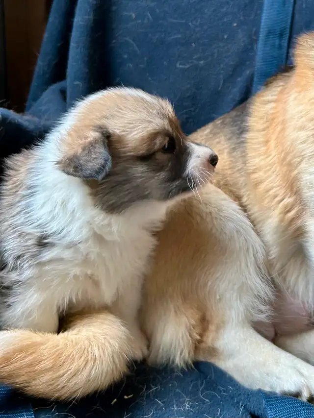 Chiot CORGI à adopter in Dogs & Puppies for Rehoming in West Island - Image 3