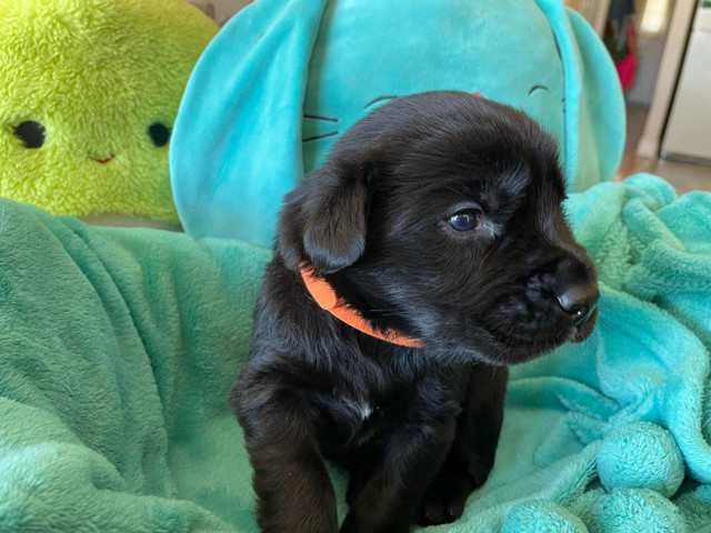 English Lab/Newfoundland Mix Puppies  in Dogs & Puppies for Rehoming in Ottawa