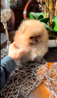 Pomeranian puppies tea ☕️ size very tiny