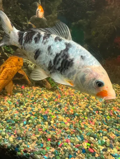 Beautiful koi - 5 inches,, View more