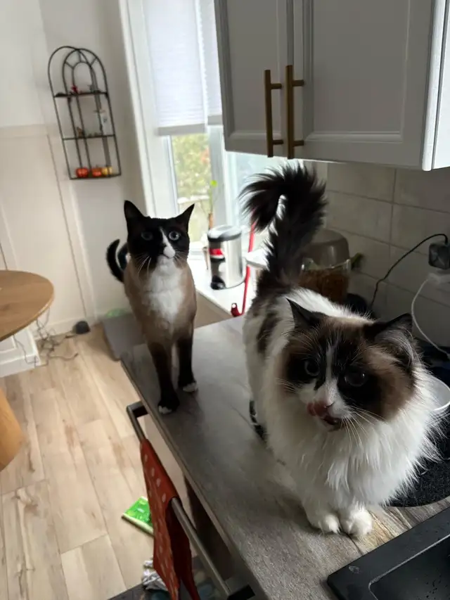 Ragdoll and Siamese Cat