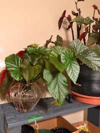 Begonia clipping have roots