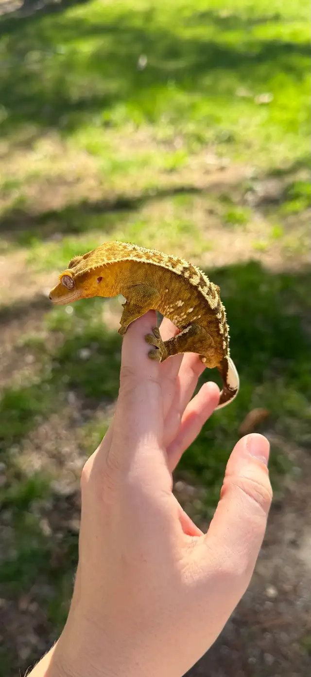 adulte mâle gecko à crête in Reptiles & Amphibians for Rehoming in Laurentides - Image 9