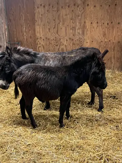 Minature Male Donkey, View more