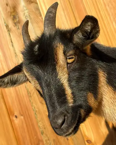 A pair of purebred Nigerian dwarf goats This is a breeding pair Sold together They will make you fre...