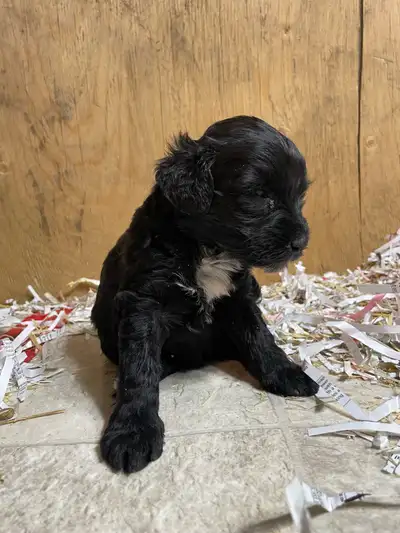 We have an absolutely beyond adorable, one-of-a-kind mini puppy, "Peanut", from our summer litter of...