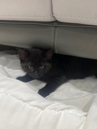  domestic short hair + tabby black cats for sale  