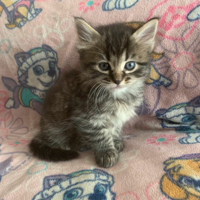 4 Kittens (2 boys 2 girls) in Cats & Kittens for Rehoming in Richmond - Image 3
