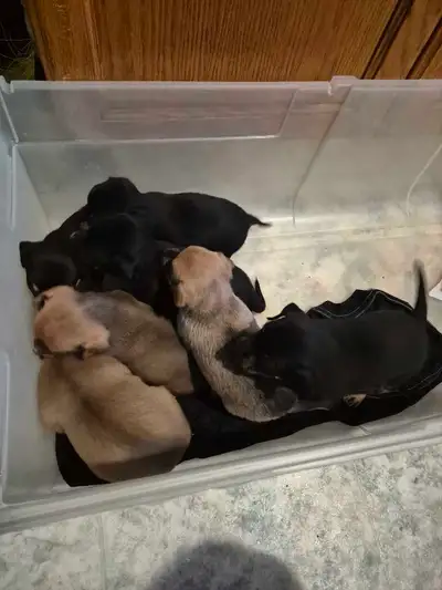 chiweenie for rehoming, View more
