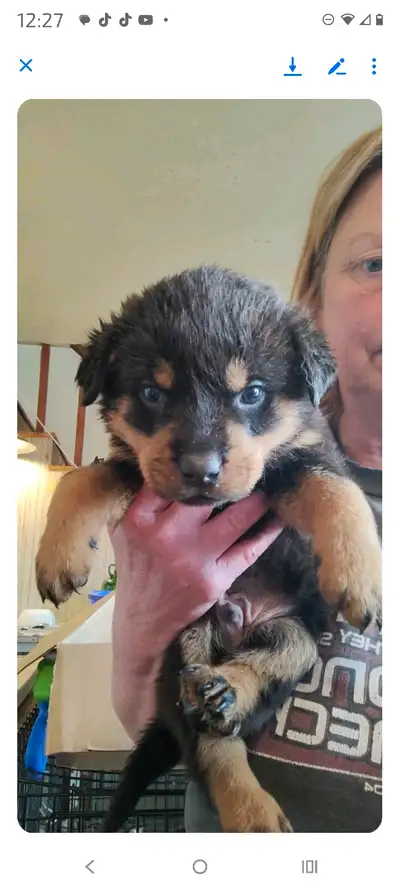 ROTTWEILER PUPPIES!!!, View more