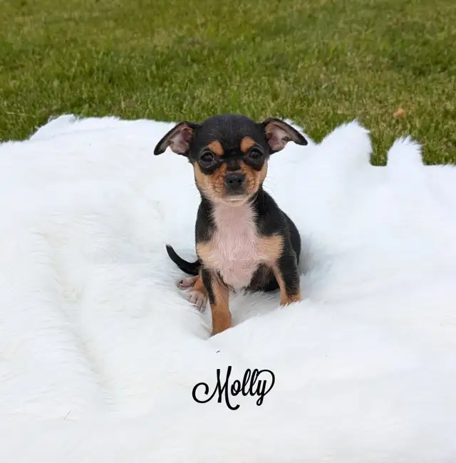 RARE Chihuahua pups READY TO GO!  in Dogs & Puppies for Rehoming in Oakville / Halton Region - Image 5