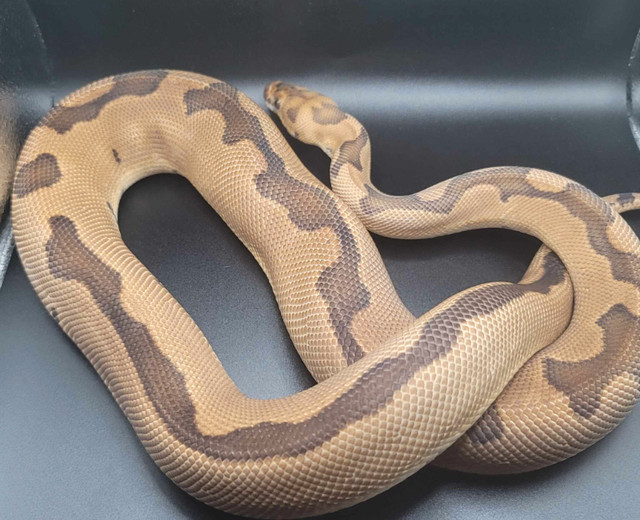 Ball Python Downsizing in Reptiles & Amphibians for Rehoming in Peterborough - Image 4
