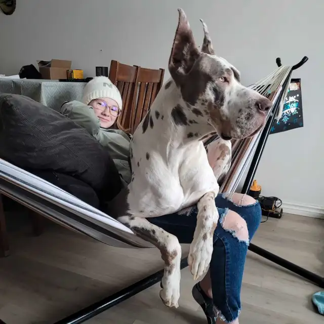Great dane puppies in Dogs & Puppies for Rehoming in Edmonton - Image 6