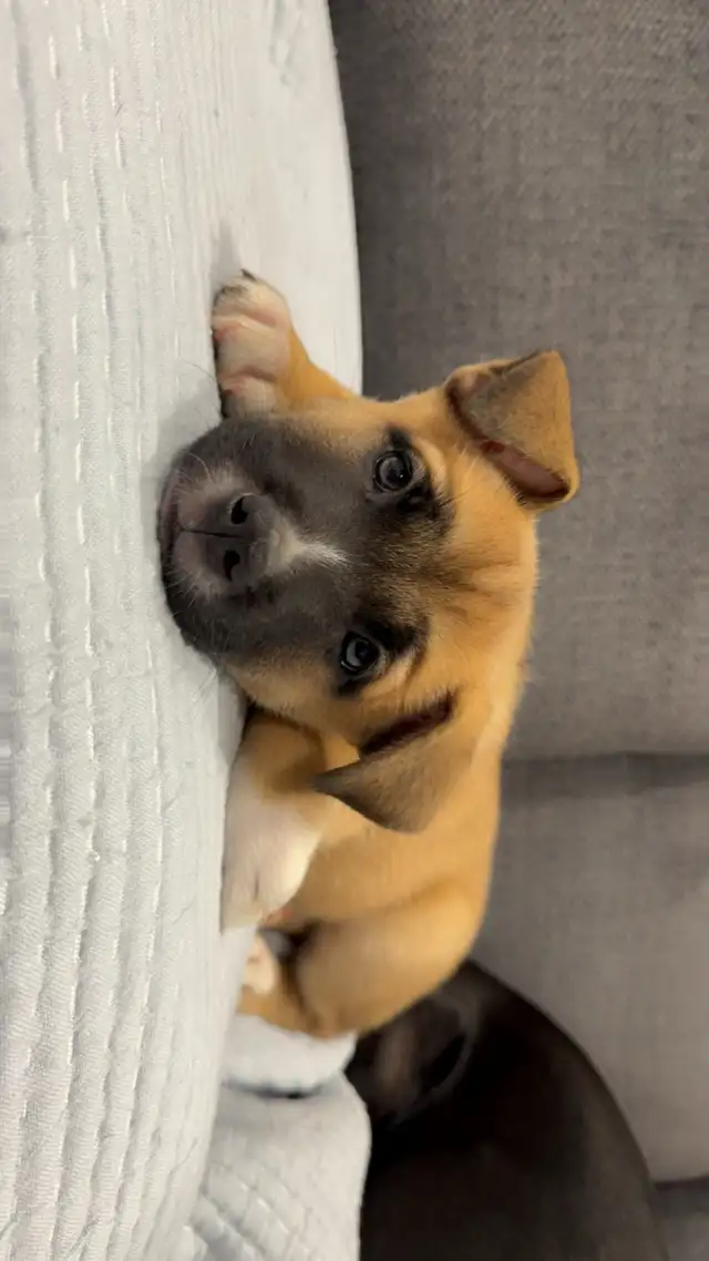 Husky Mix Puppies in Dogs & Puppies for Rehoming in St. Catharines - Image 5