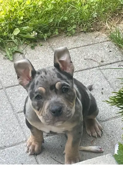 American bully, View more