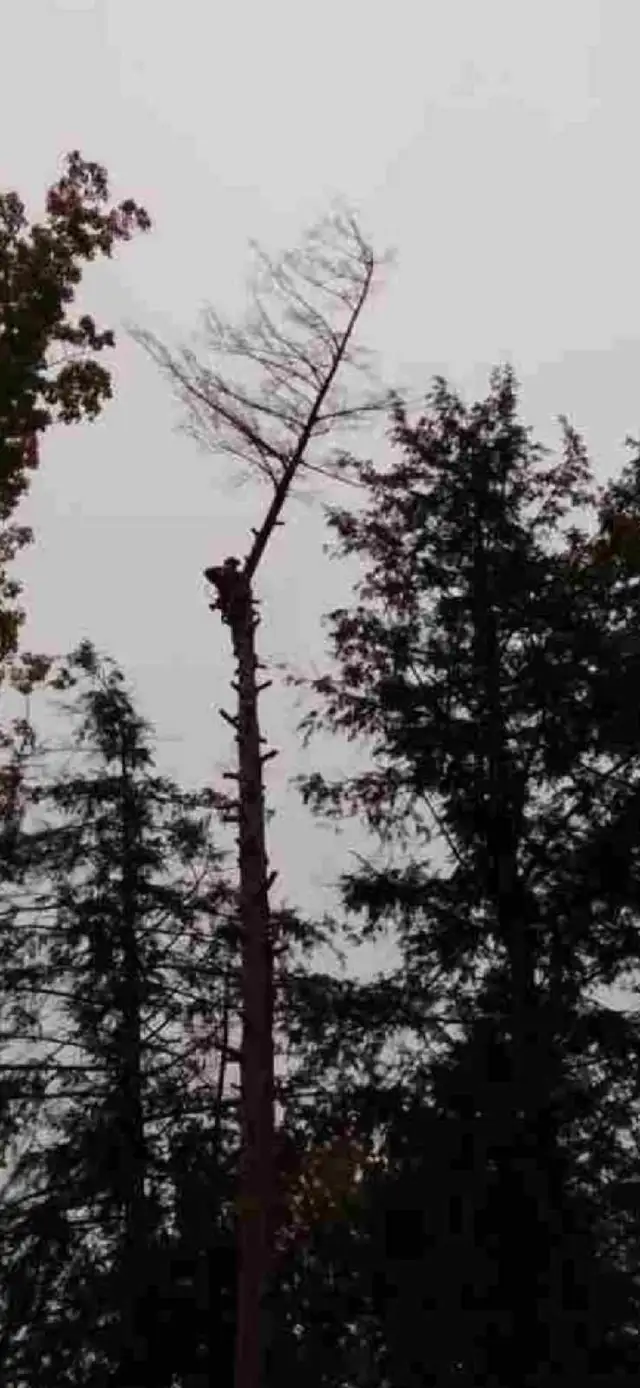 Hedge trimming and removal Free estimate 579-420-507762863229107201122