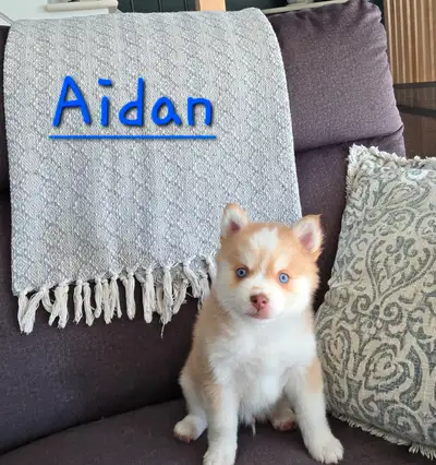 Un chiot de Canin VIP, c’est un chiot qui a reçu énormément d’amour et qui vous séduira, tant par so...