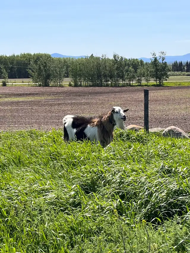 Purebred Kiko Billy Goat in Livestock in Vanderhoof - Image 4