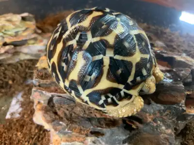 Baby Indian Star Tortoises , View more