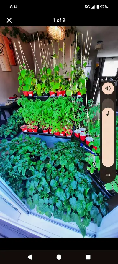 Hello my friends, l am back for another season am selling very mature vegetable plants that will be...