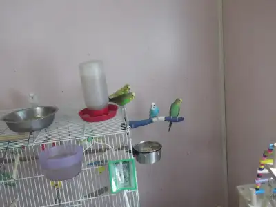 12 multiple colored budgies need a new home some cages available for a price