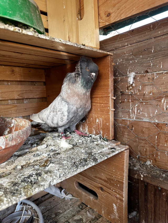 Pigeons for sale in Birds for Rehoming in Edmonton