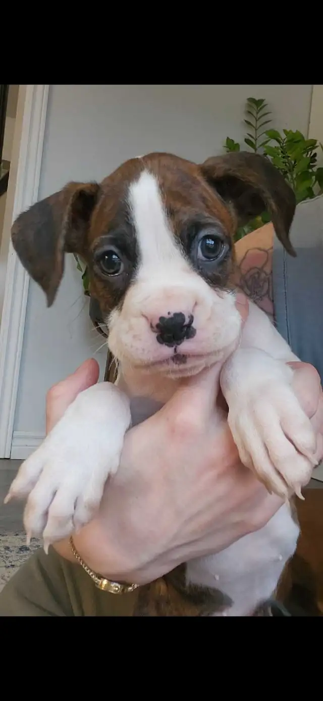 -SOLD- Flashy Brindle Female Boxer Puppy – Ready Now – Last Girl in Dogs & Puppies for Rehoming in Norfolk County - Image 3