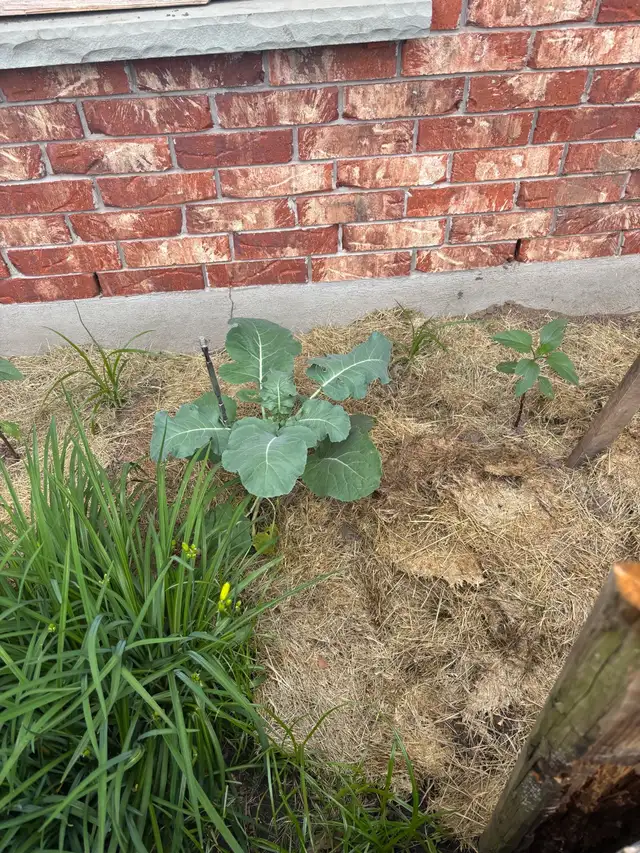 rabbit manure558827477413416961