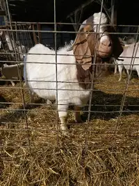 Meat goat herd