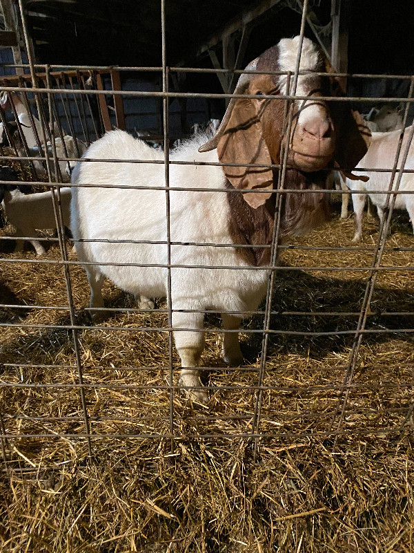 Meat goat herd in Livestock in Sarnia