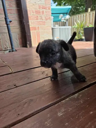 French Bulldog X Maltese, View more